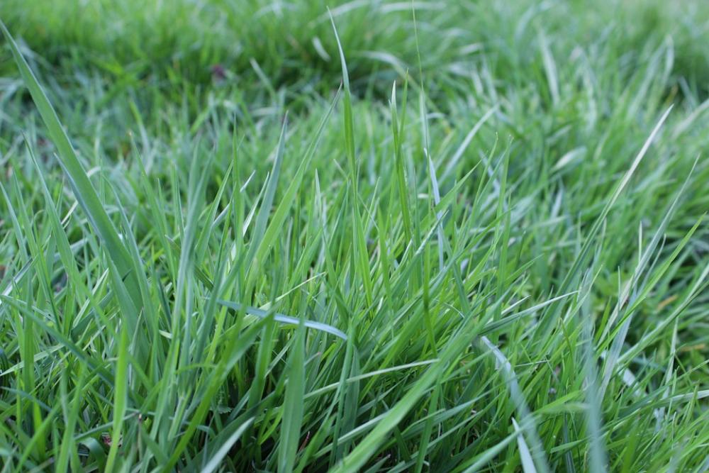 Blades Of Grass Meadow Pasture Nature Rush Grass Blades Of Grass Meadow Pasture Nature Rush Grass