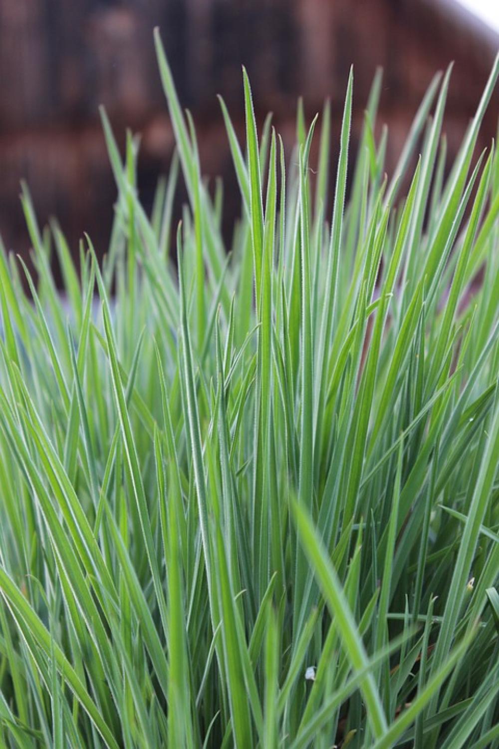 Blades Of Grass Meadow Pasture Nature Rush Grass Blades Of Grass Meadow Pasture Nature Rush Grass