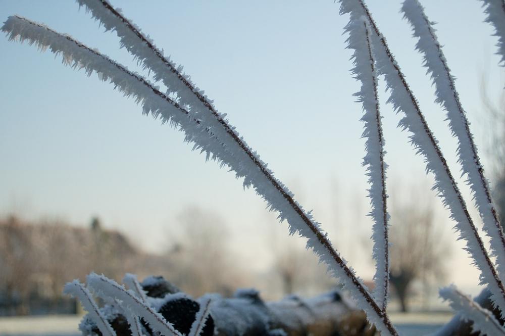 Blades Of Grass Iced Winter Snow Wintry Grass Blades Of Grass Iced Winter Snow Wintry Grass