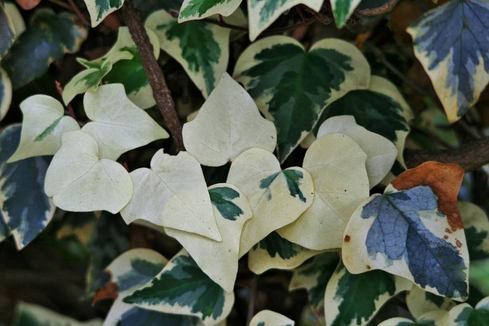 Blanched Ivy Ivy Leaves Green White Blanched Blanched Ivy Ivy Leaves Green White Blanched