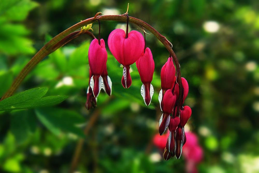 Bleeding Heart Flower Natural Pink Blossom Bloom Bleeding Heart Flower Natural Pink Blossom Bloom