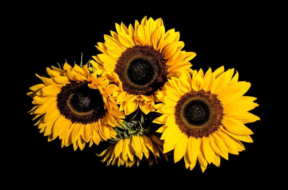 Bloom Blossom Bouquet Color Colors Decoration Bloom Blossom Bouquet Color Colors Decoration