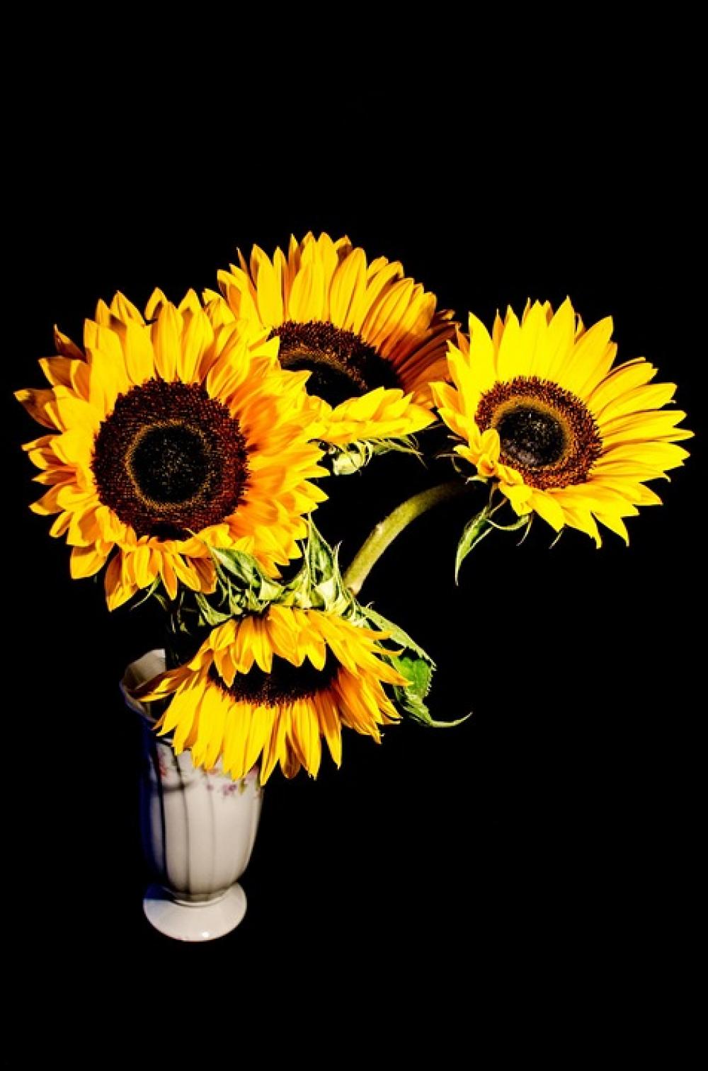 Bloom Blossom Bouquet Color Colors Decoration Bloom Blossom Bouquet Color Colors Decoration
