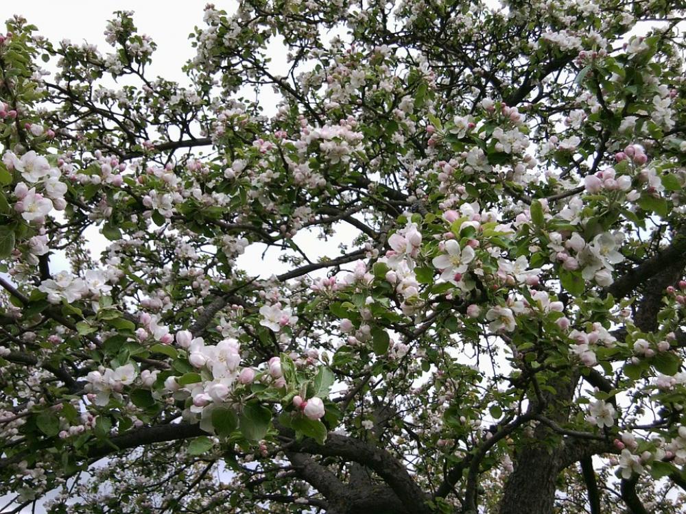 Bloom Apple Tree Apple Tree Flowers Bloom Apple Tree Apple Tree Flowers