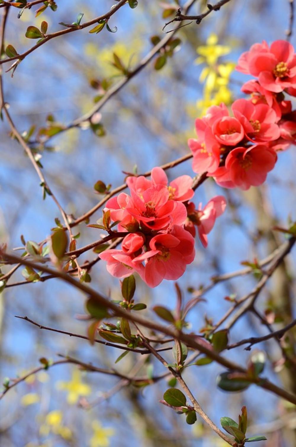 Bloom Nature Spring Flower Blossom Floral Bloom Nature Spring Flower Blossom Floral