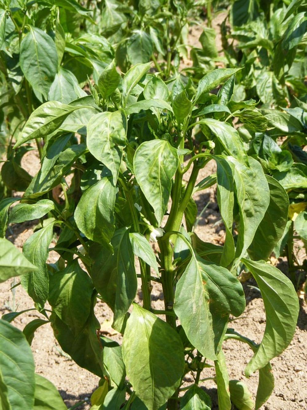 Bloom Garden Green Pepper Plant Vegetables Bloom Garden Green Pepper Plant Vegetables