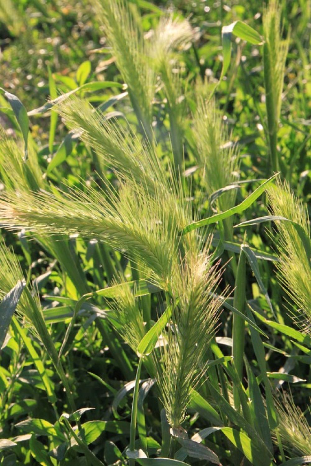 Blooming Ears Grass Light Spike Sun Plants Blooming Ears Grass Light Spike Sun Plants
