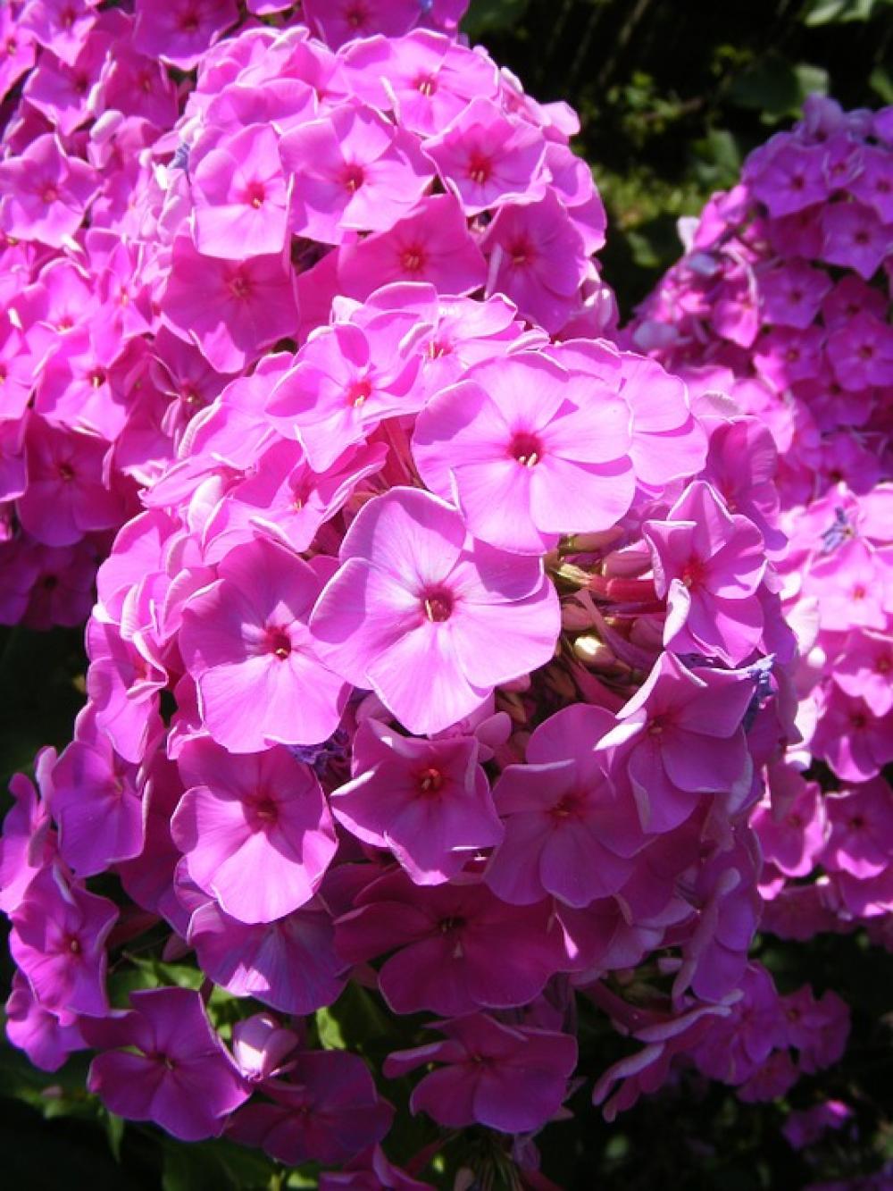 Blooms Flowers Garden Paniculata Perennial Phlox Blooms Flowers Garden Paniculata Perennial Phlox