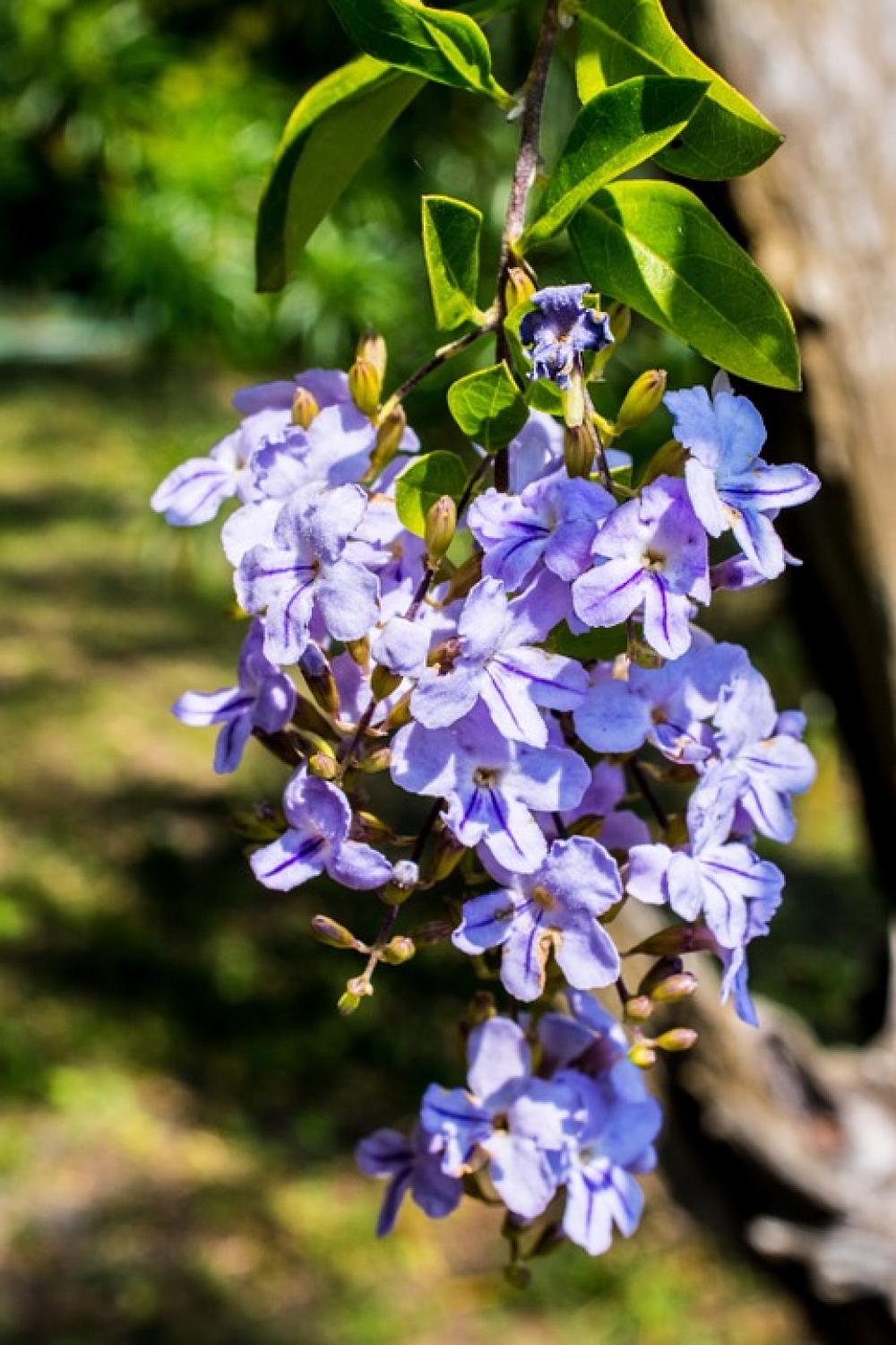 Blossom Blossom Bloom Flower Blue Close Up Blossom Blossom Bloom Flower Blue Close Up