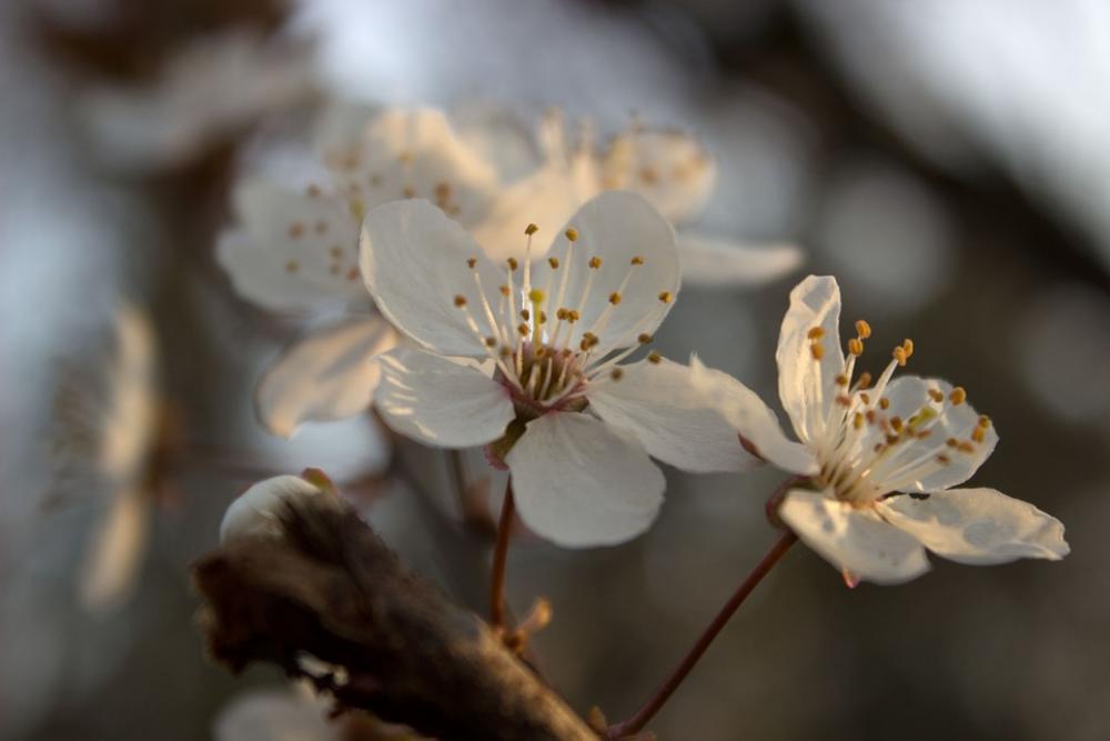Blossom White Spring Blossom Bloom White Blossom Blossom White Spring Blossom Bloom White Blossom