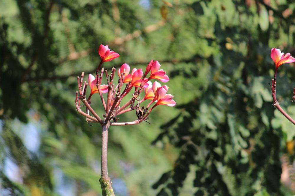Blossom Pink Flowers Branch Blossom Pink Flowers Branch