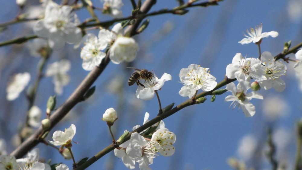 Blossoming Plum Mirabelka Bee Pollination Spring Blossoming Plum Mirabelka Bee Pollination Spring