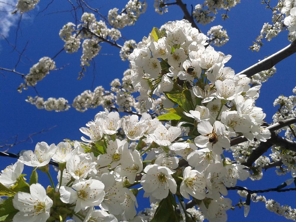 Blossoms Spring Apple Blossom Sky Bees Flower Blossoms Spring Apple Blossom Sky Bees Flower