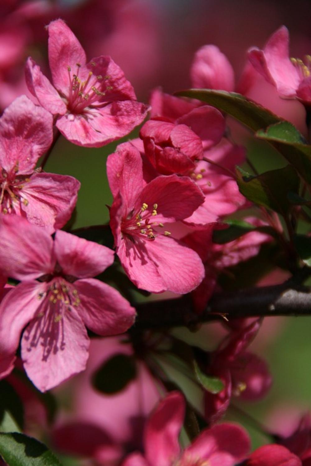 Blossoms Pink Nature Spring Beautiful Garden Blossoms Pink Nature Spring Beautiful Garden