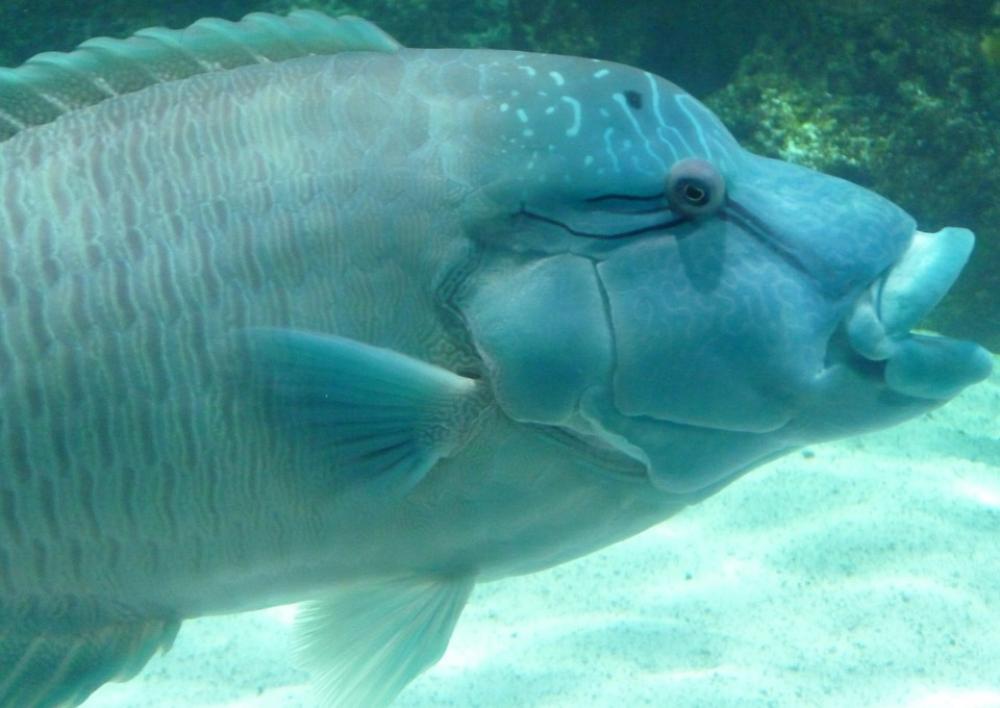 Blue Fish Nature Blue Fish Nature