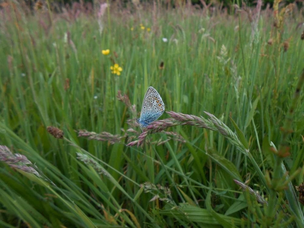 Blue Butterfly Spring Blue Butterfly Spring