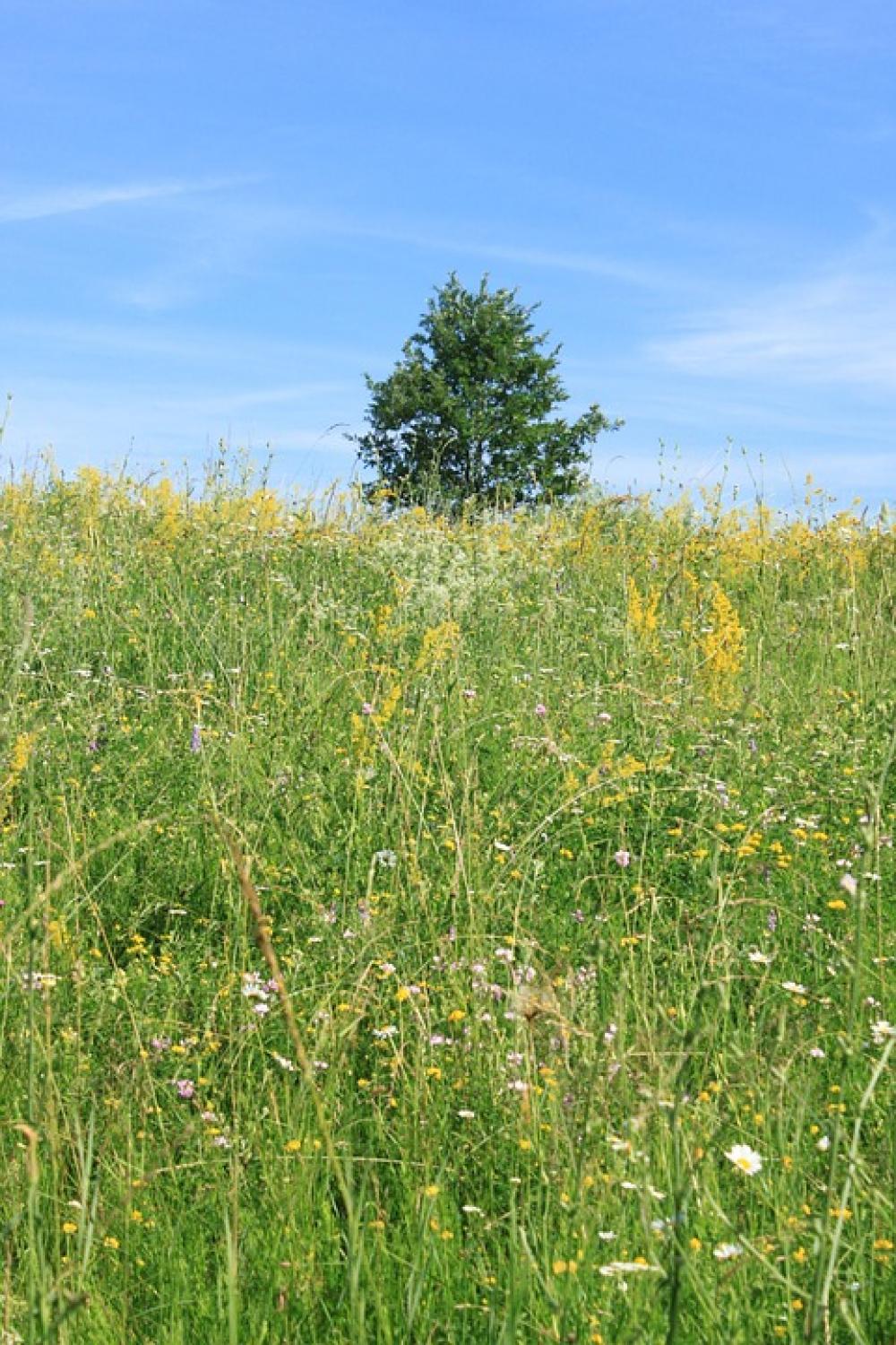 Blue Field Flowers Lonely Sky Tree White Yellow Blue Field Flowers Lonely Sky Tree White Yellow
