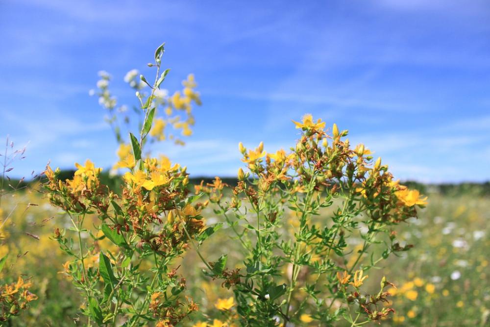 Blue Flowers Sky Yellow Nature Plants Blue Flowers Sky Yellow Nature Plants