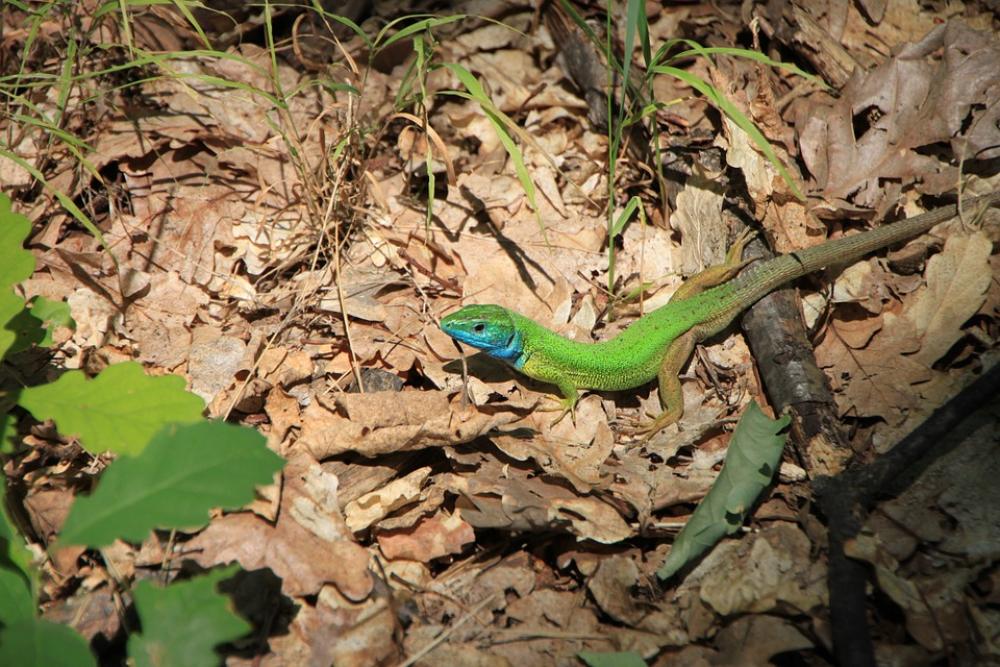 Blue Camouflage Forest Green Lacerta Lizard Blue Camouflage Forest Green Lacerta Lizard
