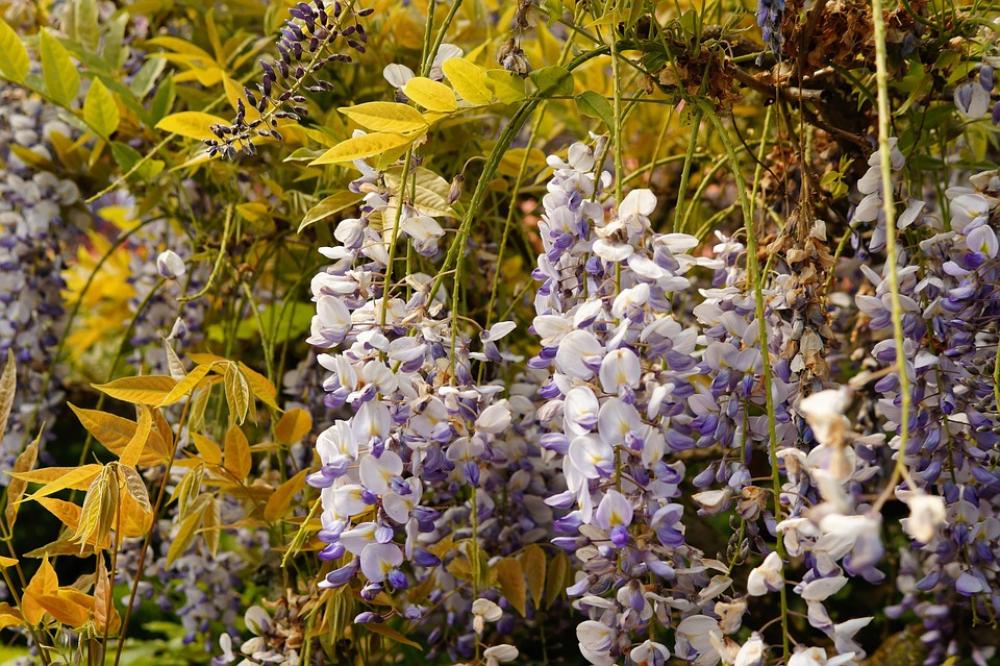 Blue Rain Flowers Plant Bush Toxic Tender Blue Rain Flowers Plant Bush Toxic Tender