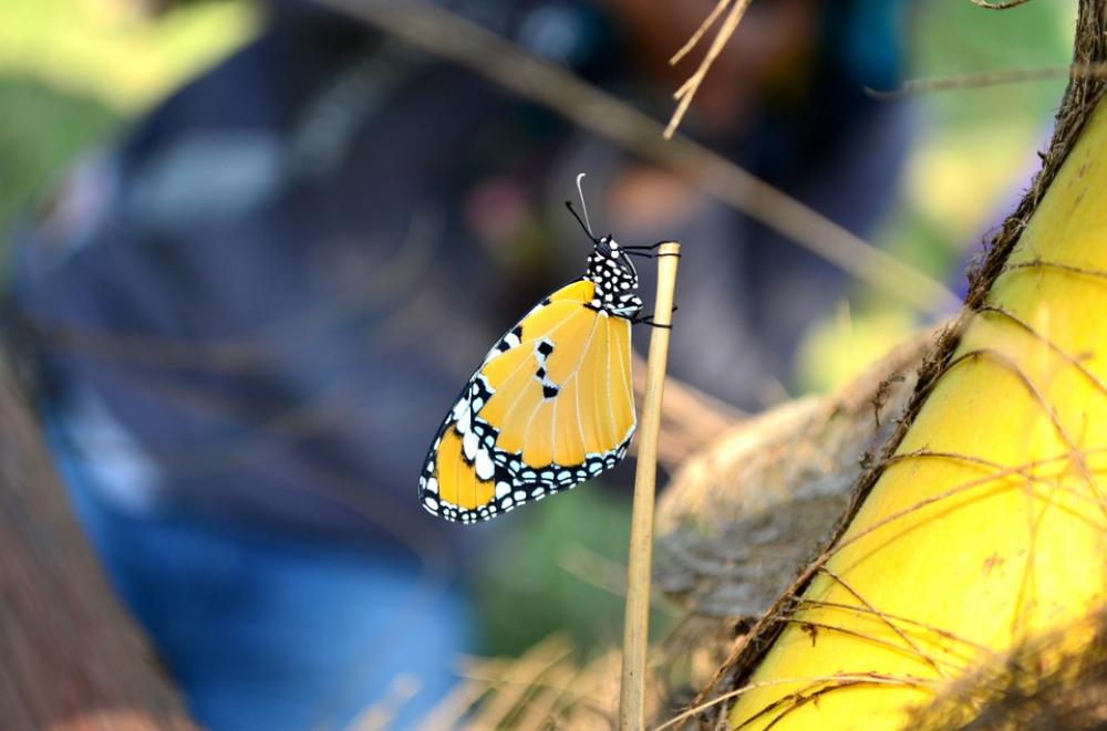 Blue Tiger Butterfly Butterfly Insect Blue Tiger Blue Tiger Butterfly Butterfly Insect Blue Tiger