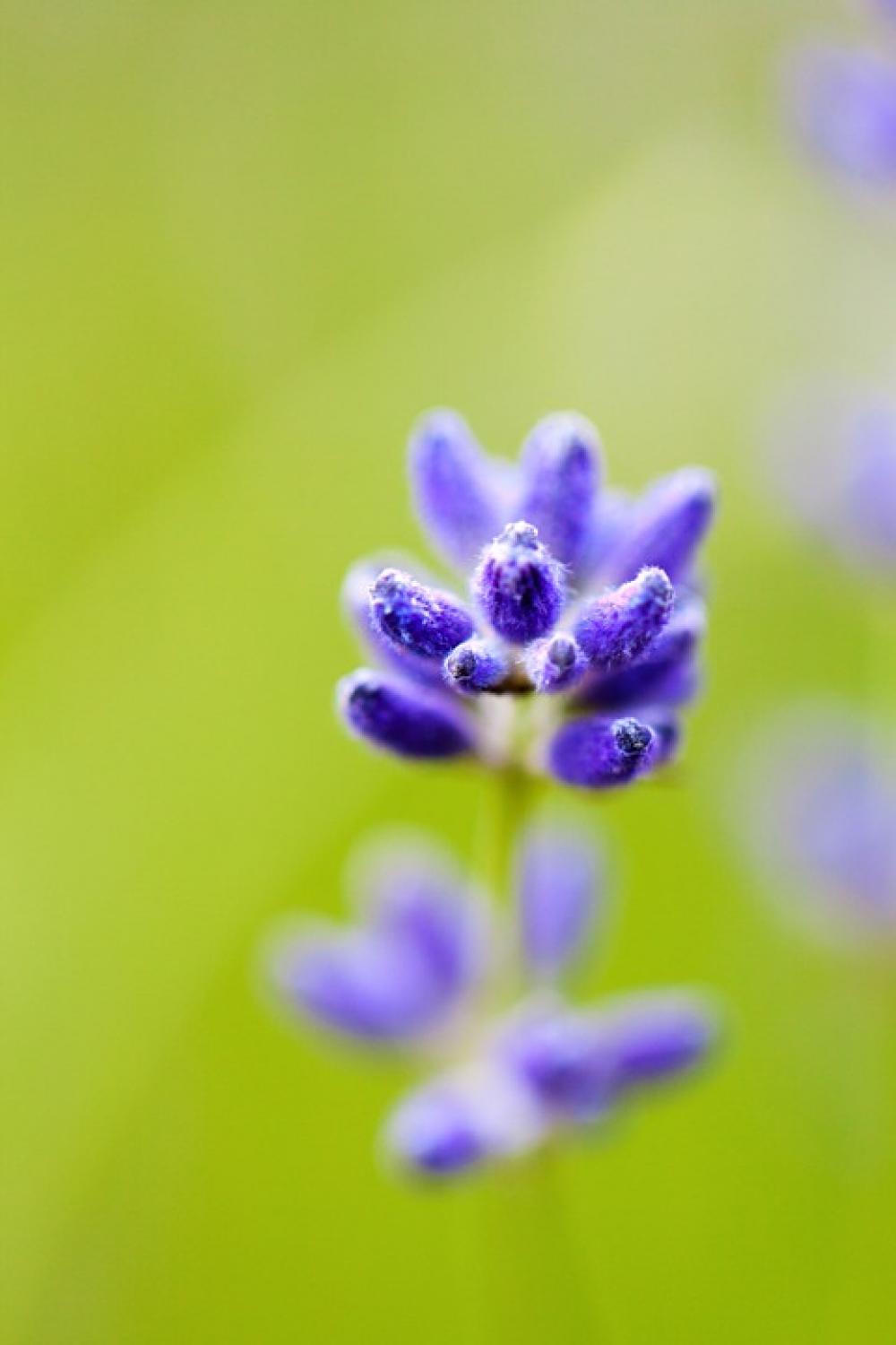 Blurred Background Bloom Close Flora Floral Flower Blurred Background Bloom Close Flora Floral Flower
