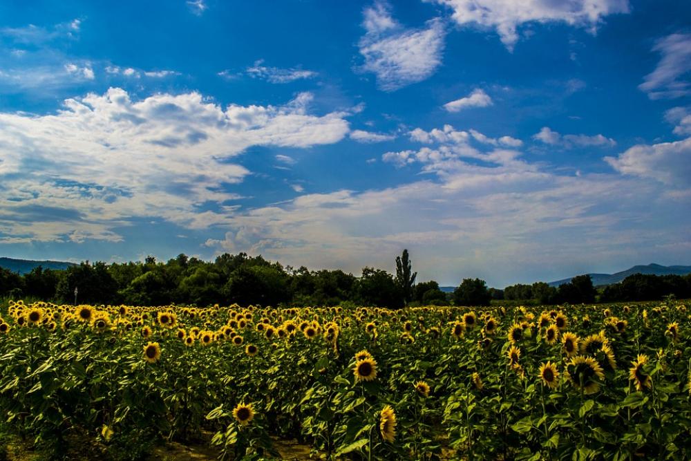 Board Sunflower Landscape Summer Virázás Flower Board Sunflower Landscape Summer Virázás Flower