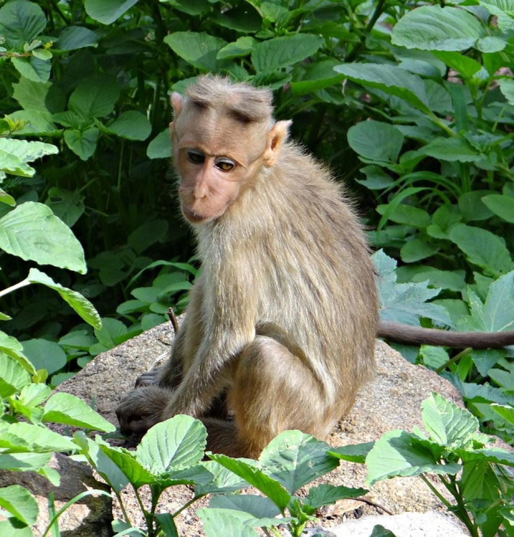 Bonnet Macaque Macaca Radiata Macaque Monkey Animal Bonnet Macaque Macaca Radiata Macaque Monkey Animal