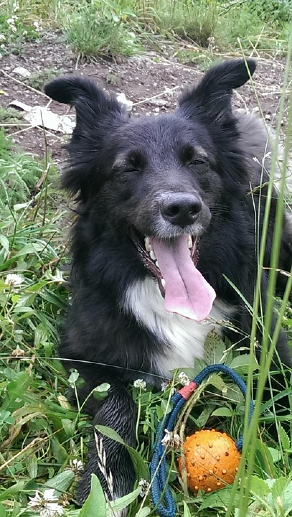 Border Collie Dog Pet Meadow Play Tongue Border Collie Dog Pet Meadow Play Tongue