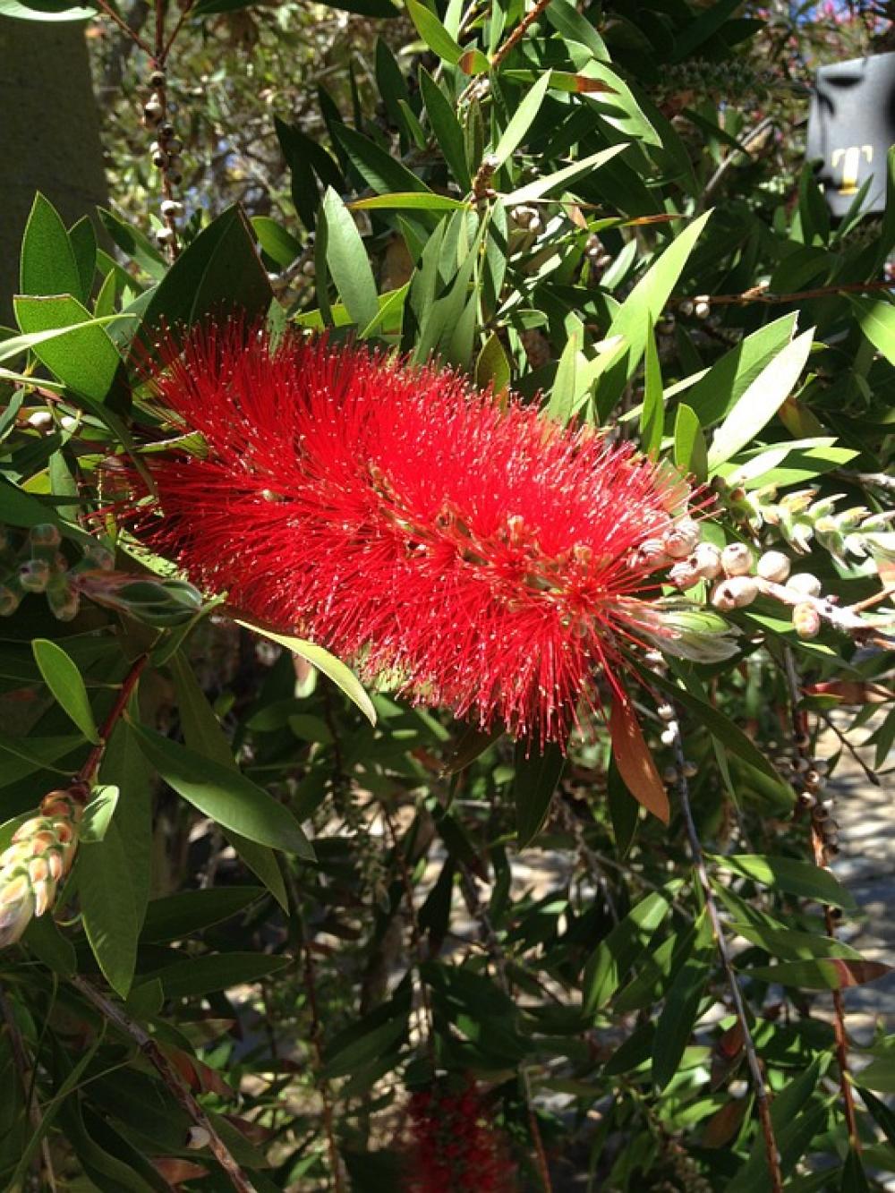 Bottle Brush Flower Flowers Bottle Brush Flower Flowers