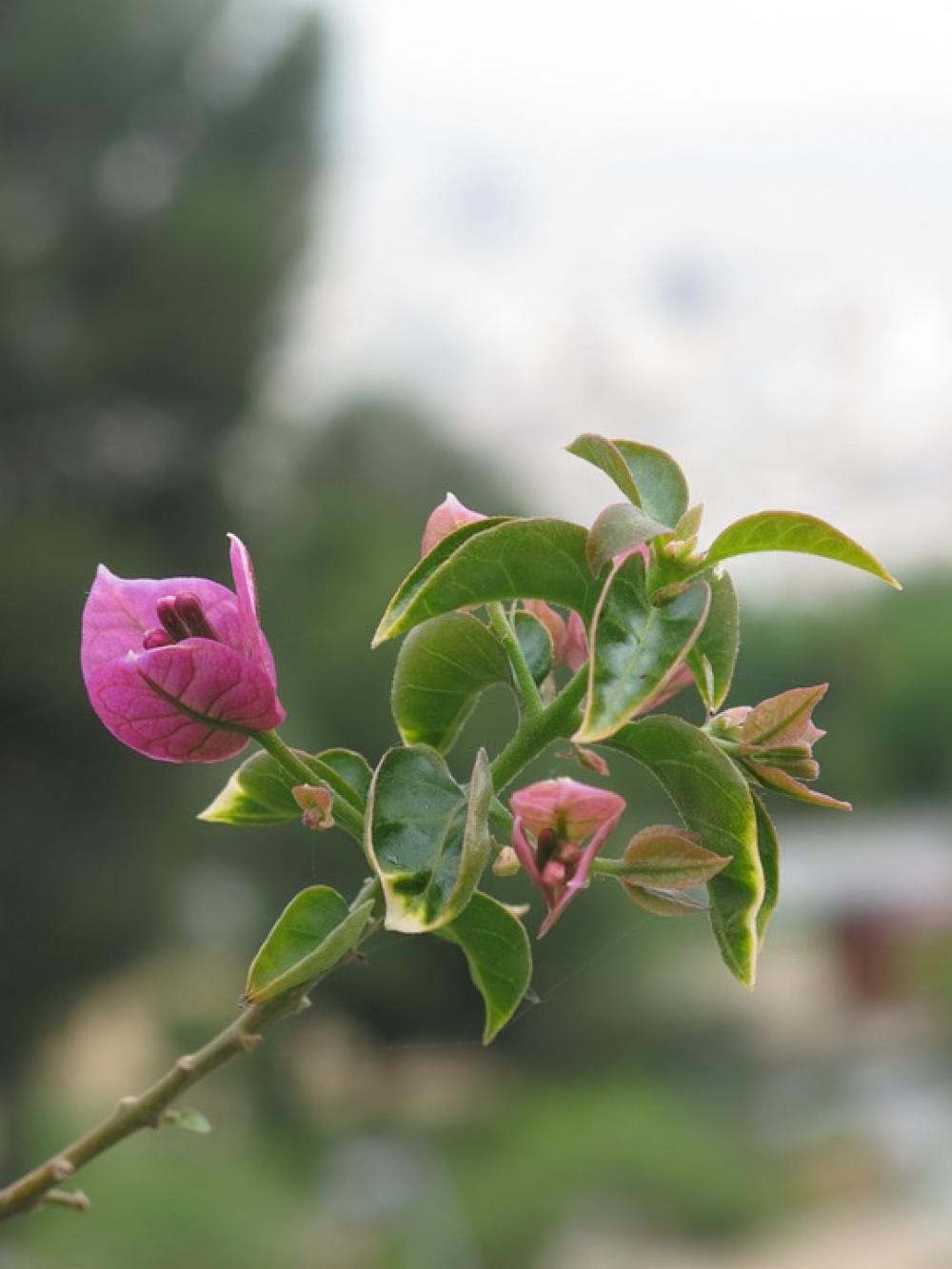 Bougainvillea Flower Magenta Green Nature Garden Bougainvillea Flower Magenta Green Nature Garden