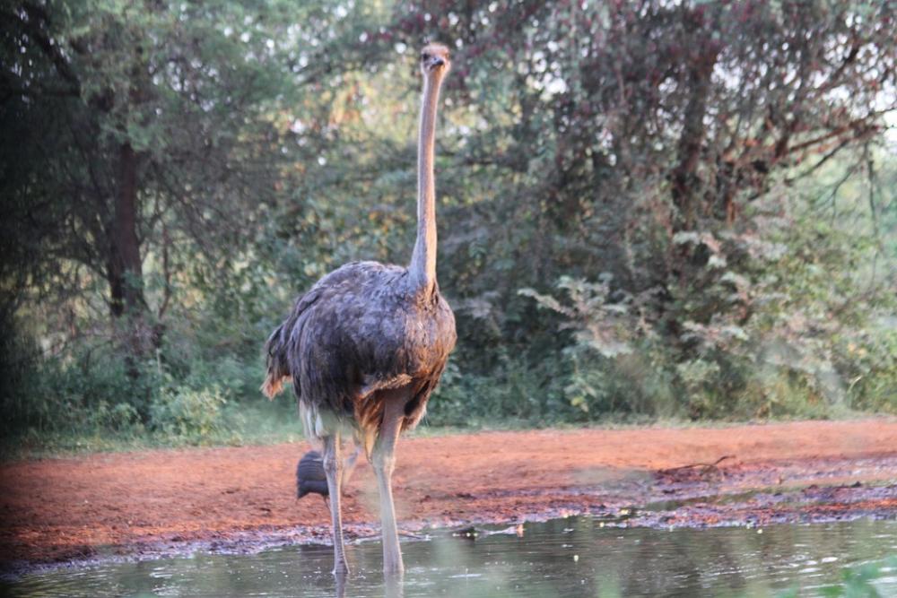 Bouquet Africa Bird Safari Limpopo Bouquet Africa Bird Safari Limpopo