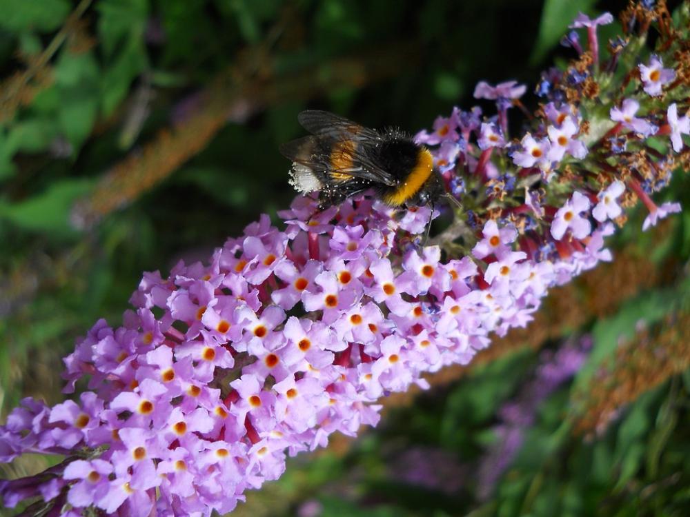 Bourdon Nature Flower Pollen Lilac Bourdon Nature Flower Pollen Lilac