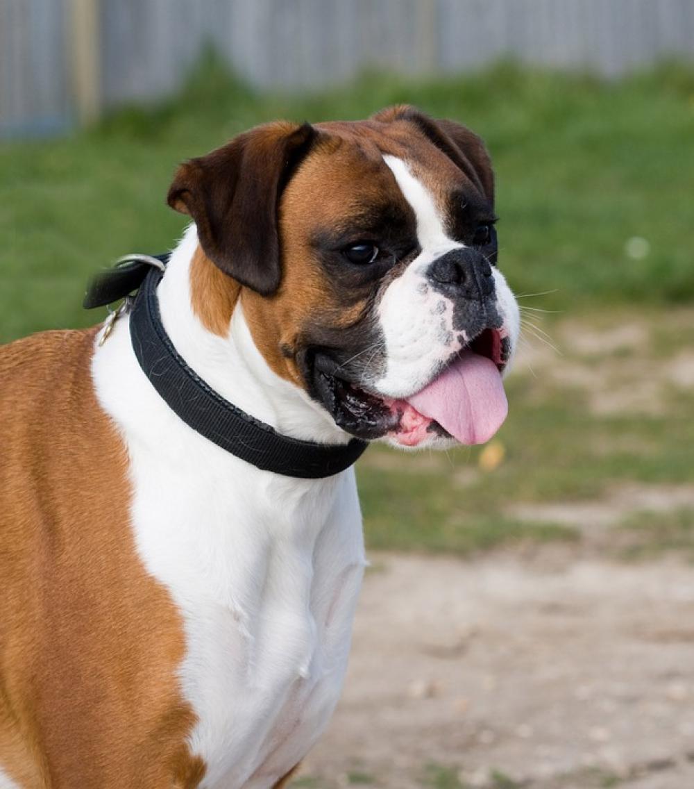 Boxer Dog Canine Pet Animal Breed Beautiful Boxer Dog Canine Pet Animal Breed Beautiful