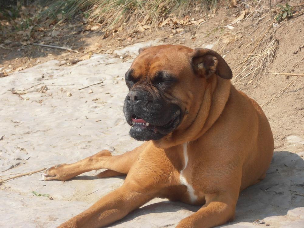 Boxer Dog Animal Boxer Dog Animal