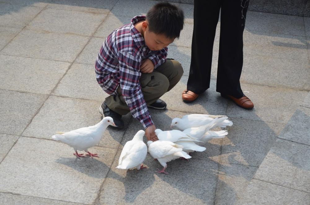 Boy Pigeons Bird Feed Feeding Park Boy Pigeons Bird Feed Feeding Park