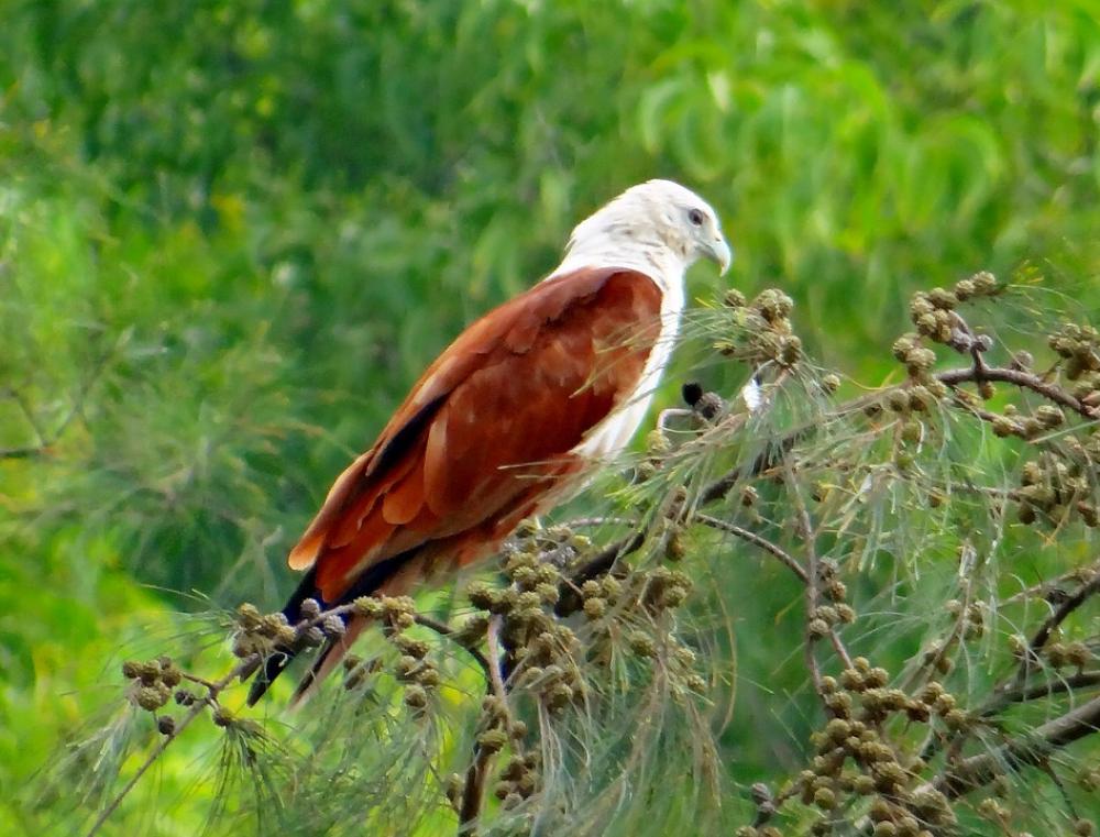 Brahminy Kite Eagle Red-Backed Sea-Eagle Brahminy Kite Eagle Red-Backed Sea-Eagle