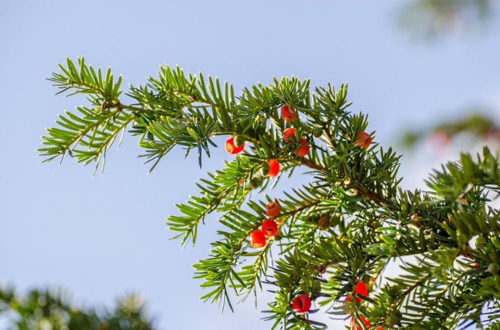 Branch Green Needles Needle Christmas Xmas Branch Green Needles Needle Christmas Xmas
