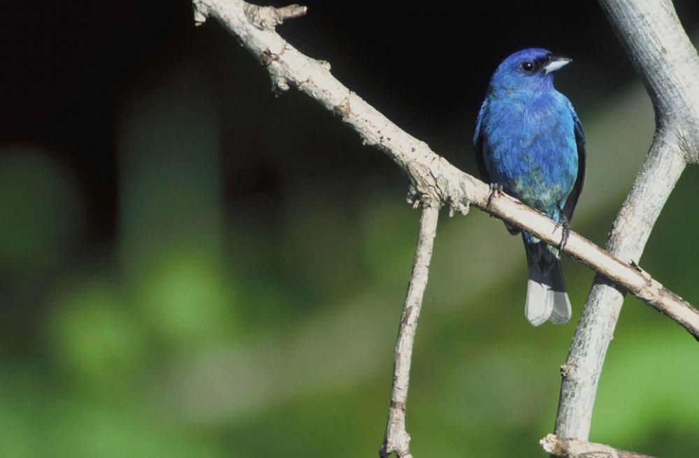Branch Perches Bird Bunting Indigo Attractive An Branch Perches Bird Bunting Indigo Attractive An