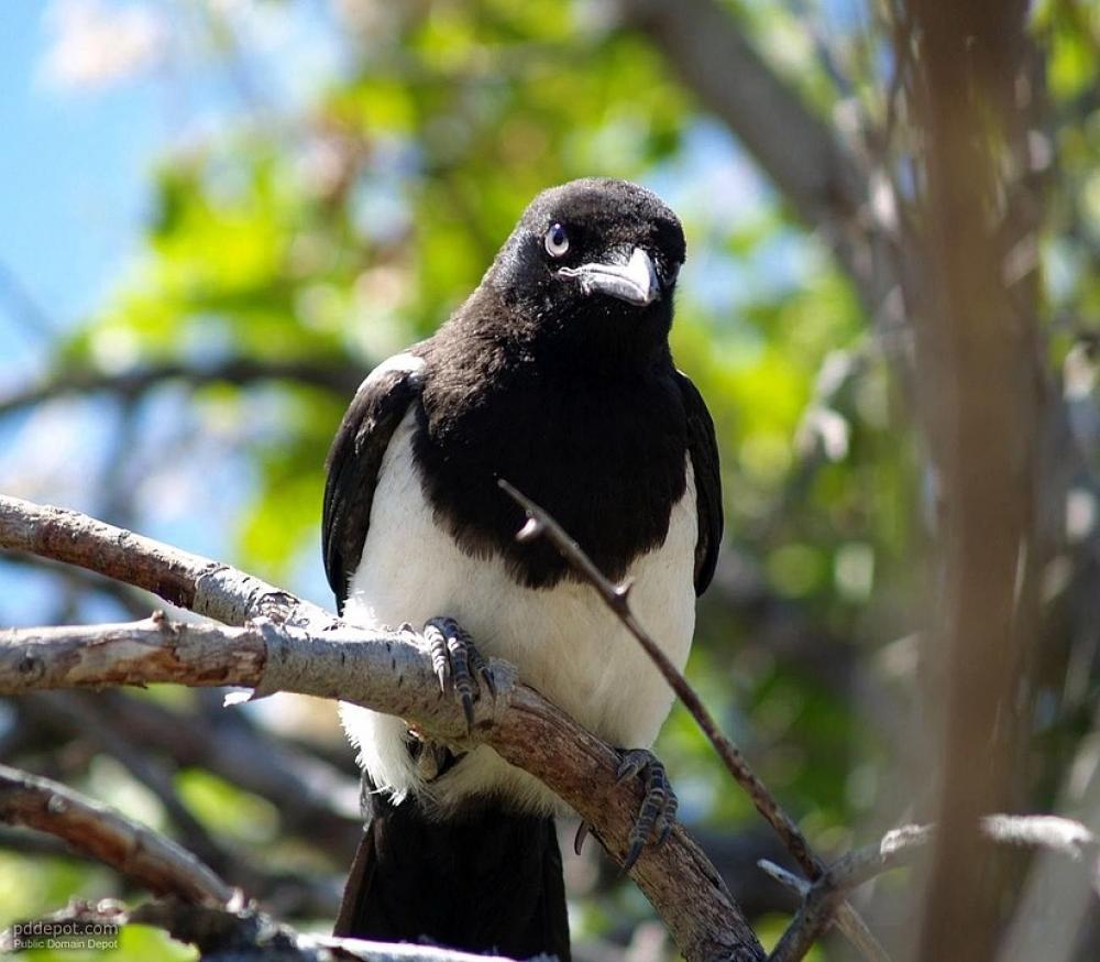 Branch Bird Birds Animals Fauna Branch Bird Birds Animals Fauna