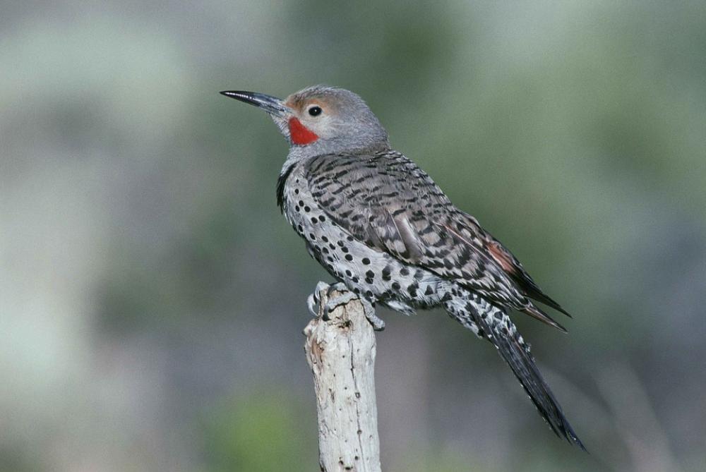 Branch Dead End Sitting Bird Flicker Northern Branch Dead End Sitting Bird Flicker Northern