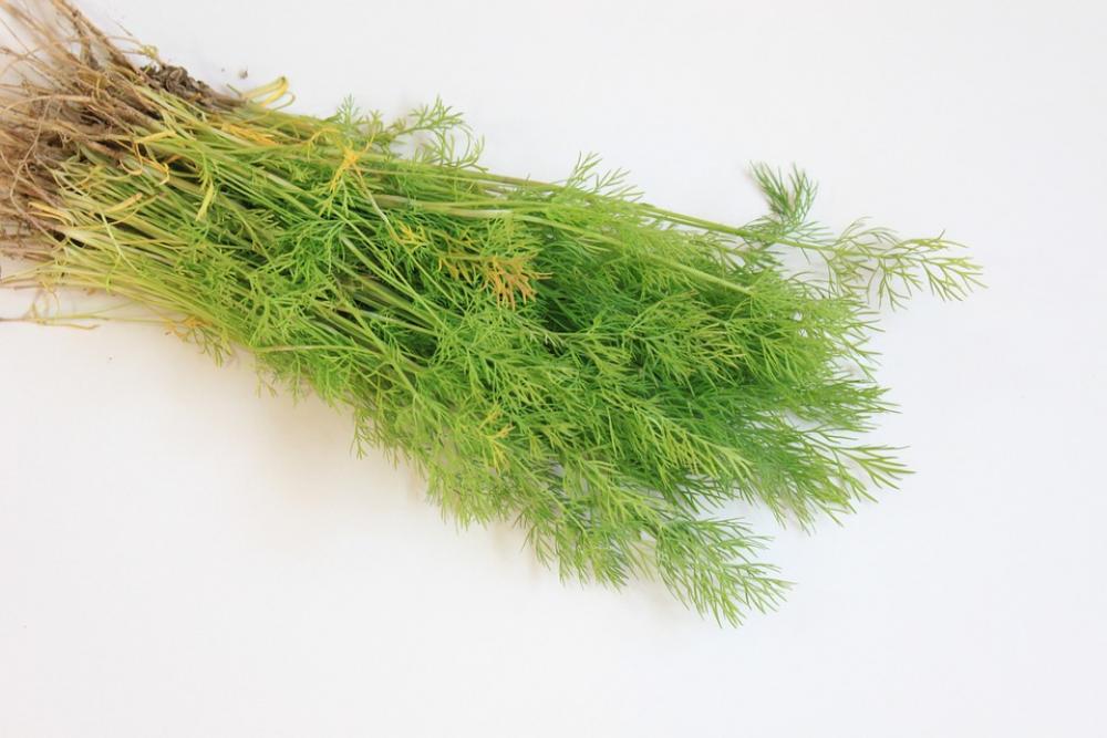 Branch Dill Flavor Fresh Green Spices Vegetables Branch Dill Flavor Fresh Green Spices Vegetables