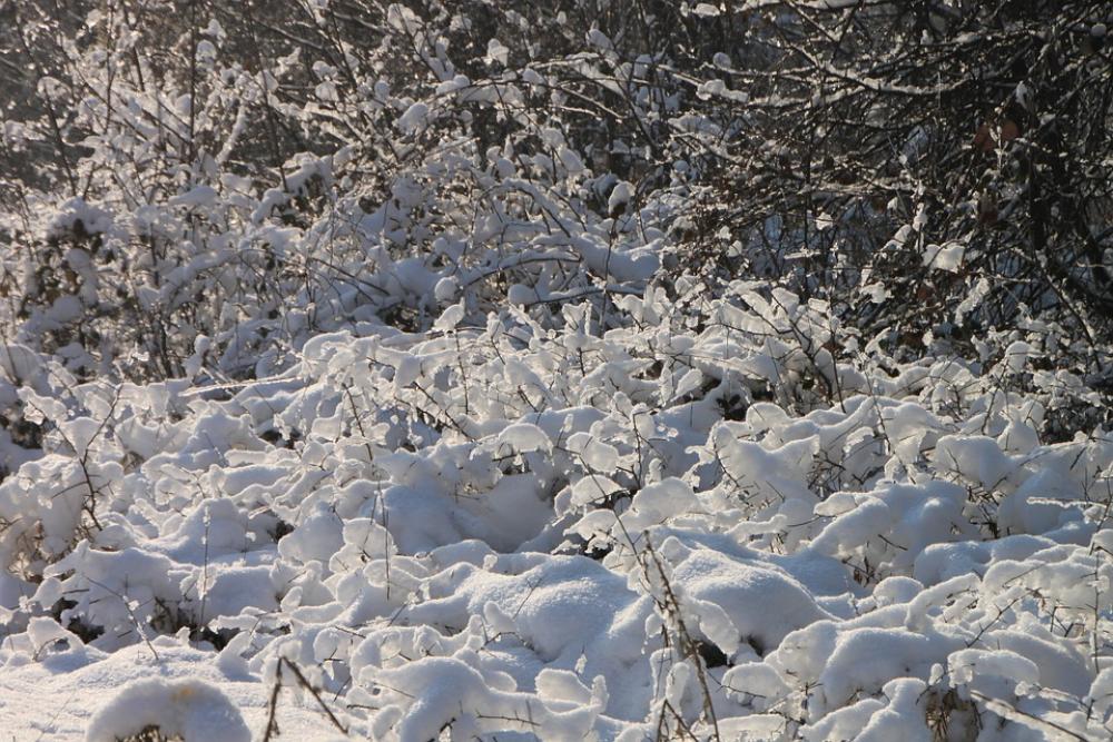 Branches Cold Forest Frozen Ice Shining Snow Sun Branches Cold Forest Frozen Ice Shining Snow Sun