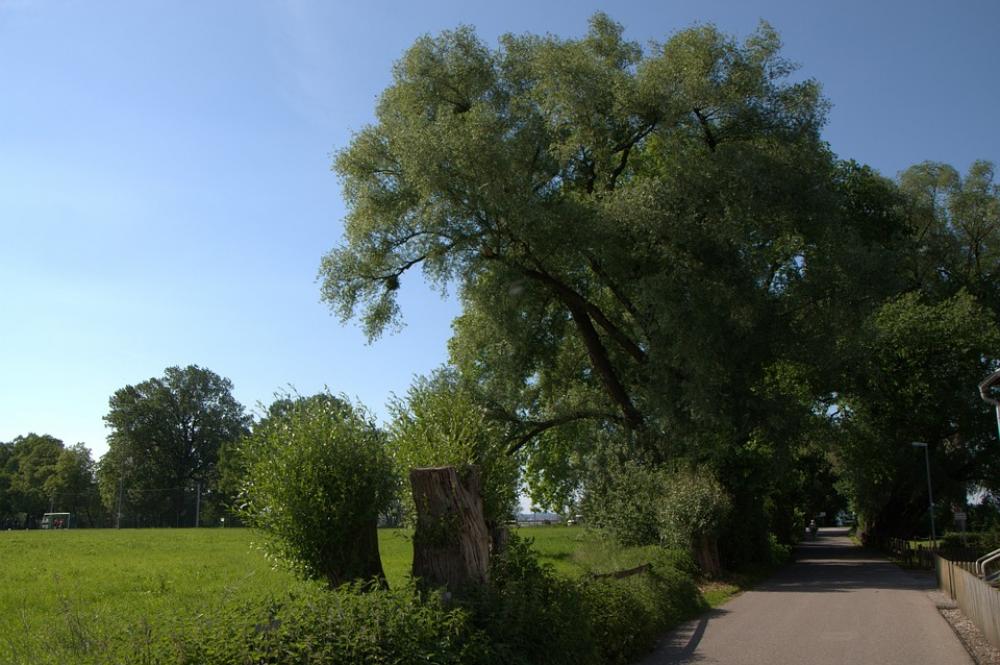 Bregenz Lake Constance Green Tree Meadow Nature Bregenz Lake Constance Green Tree Meadow Nature
