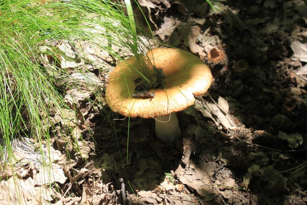 Brittlegill Foetens Inedible Poisonous Russula Brittlegill Foetens Inedible Poisonous Russula