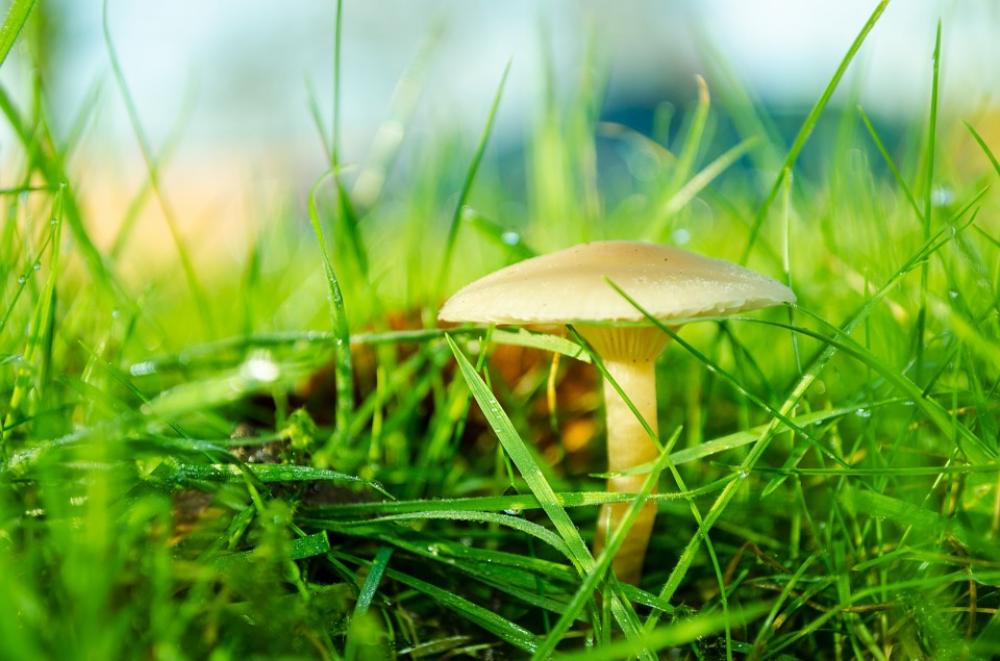 Brown Day Fungi Fungus Grass Growing Growth Brown Day Fungi Fungus Grass Growing Growth