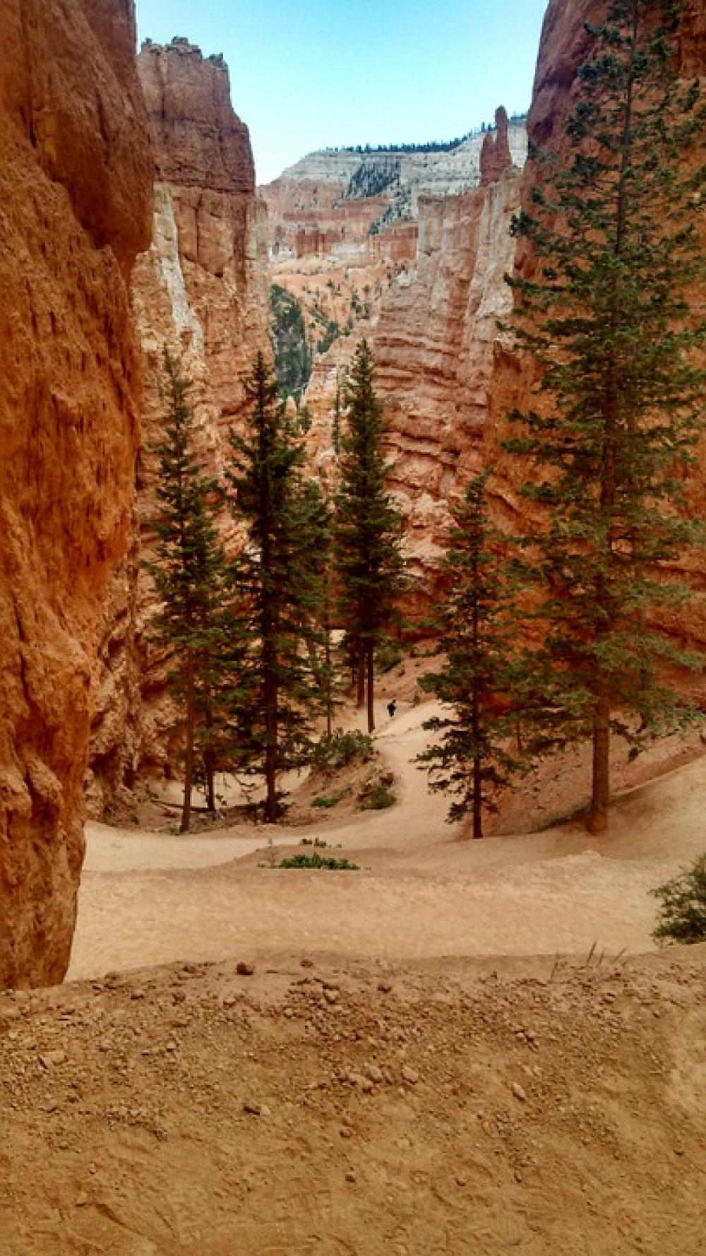 Bryce Canyon Trees Fir Rock Formation Erosion Utah Bryce Canyon Trees Fir Rock Formation Erosion Utah