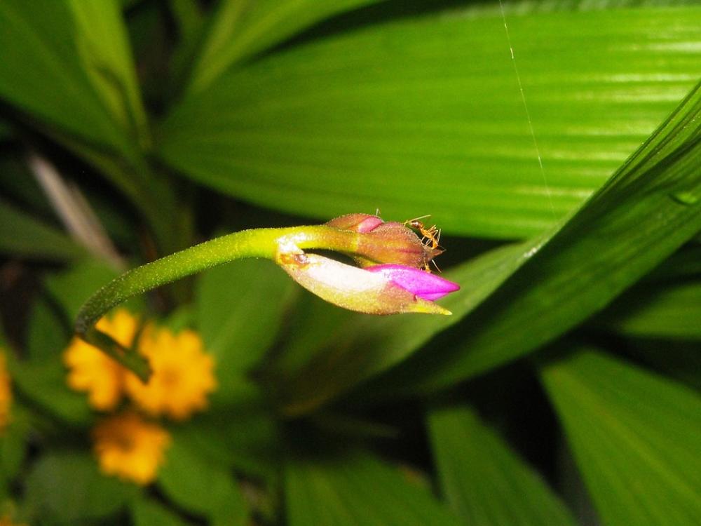 Bud Flowers Plant Ornamental Ants Leaf Green Bud Flowers Plant Ornamental Ants Leaf Green