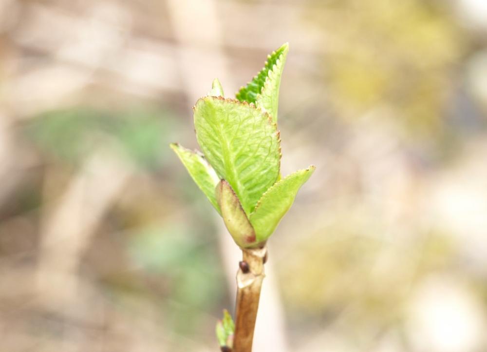 Bud Hydrangea Green Ornamental Shrub Bud Hydrangea Green Ornamental Shrub