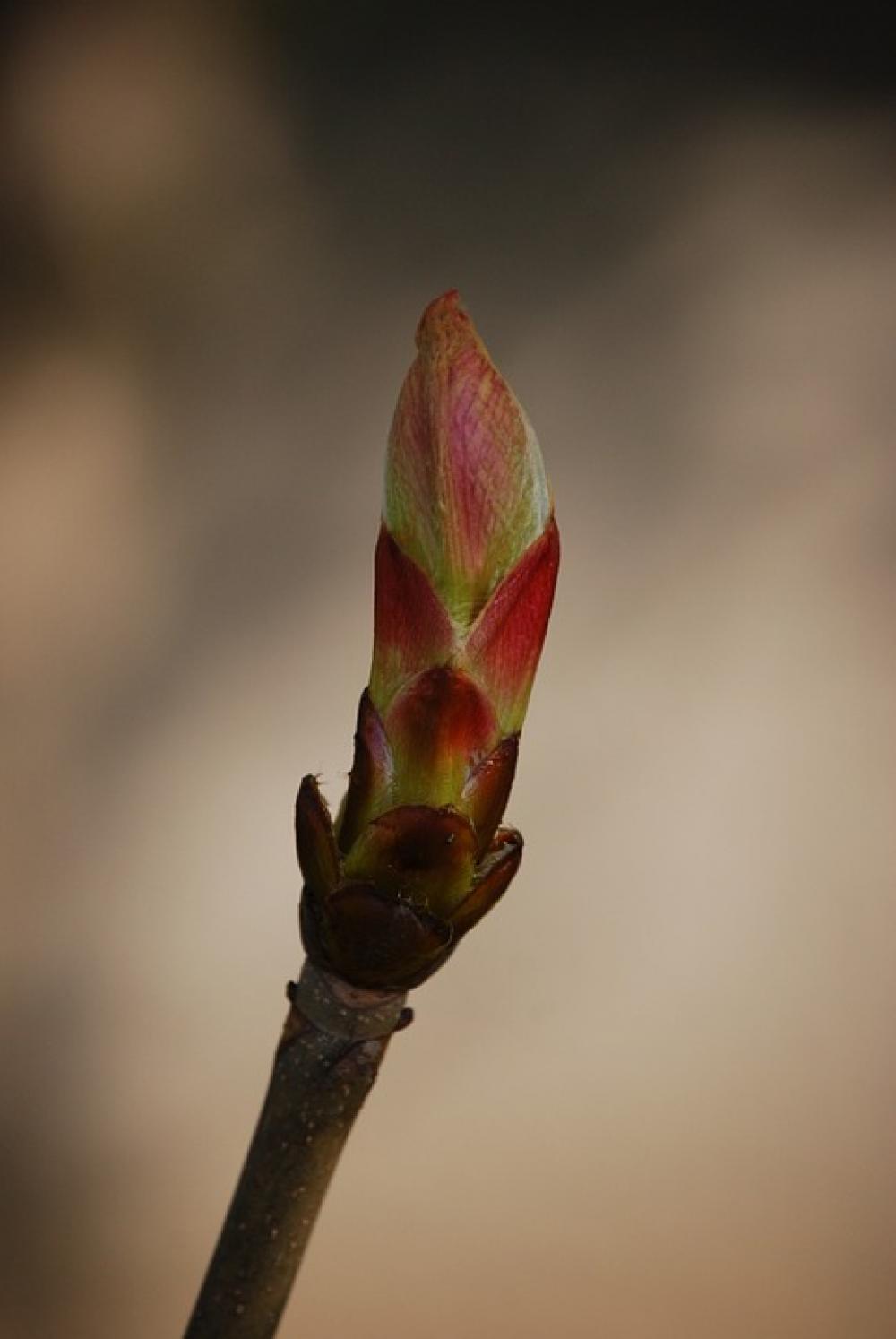 Bud Spring Branch Chestnut Nature Bud Spring Branch Chestnut Nature